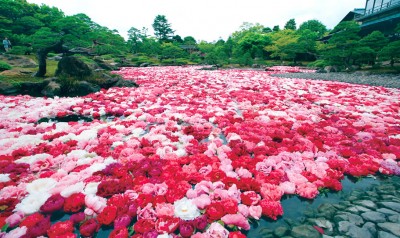 【春】園内の池に三万輪の牡丹を浮かべる「池泉牡丹」（GW期間限定）