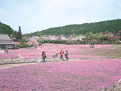 花のじゅうたん・芝桜の大群集！入園料10％引き！