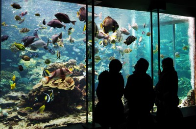 串本の海を再現した大水槽には生きたサンゴを中心に、温帯と亜熱帯の魚が入り混じって暮らしています。