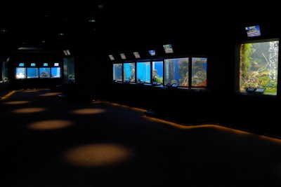 館内展示水槽◆串本の海の生き物だけを400種4000匹以上展示！