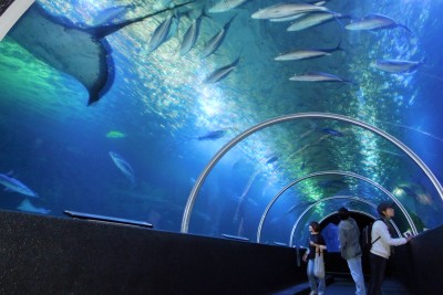水中トンネル水槽◆さまざまな魚群、エイ、ウミガメ、そしてサメが泳ぎ回る姿を観察できちゃいます。